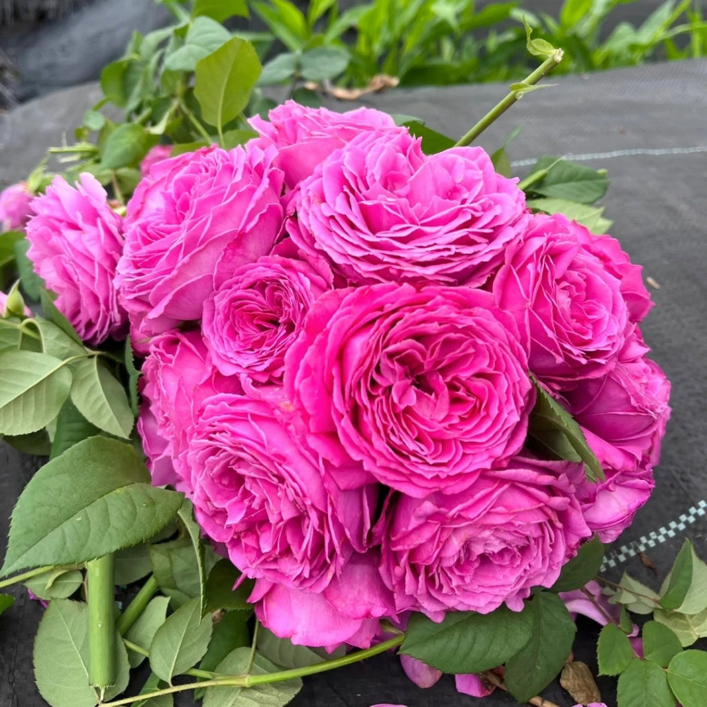 M-Nostalgic Elegance Rose