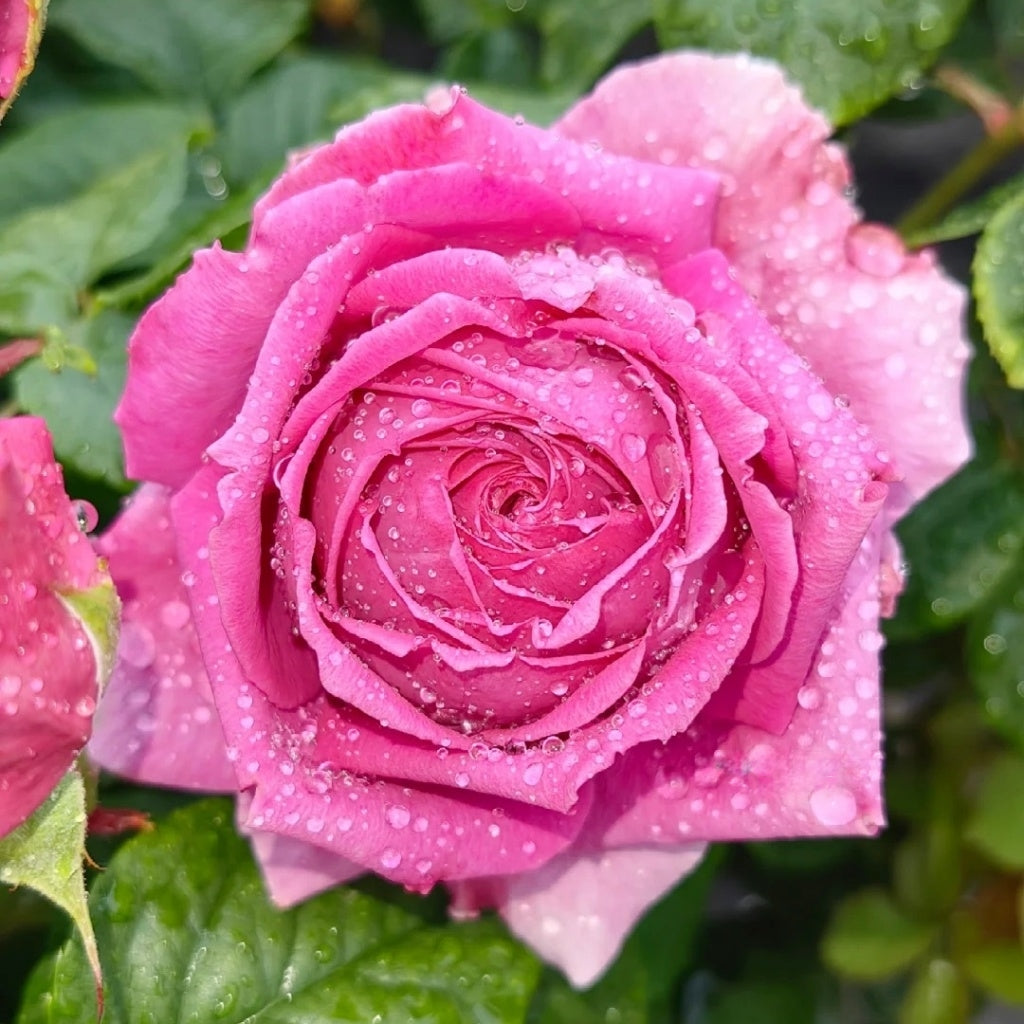 M-Nostalgic Elegance Rose