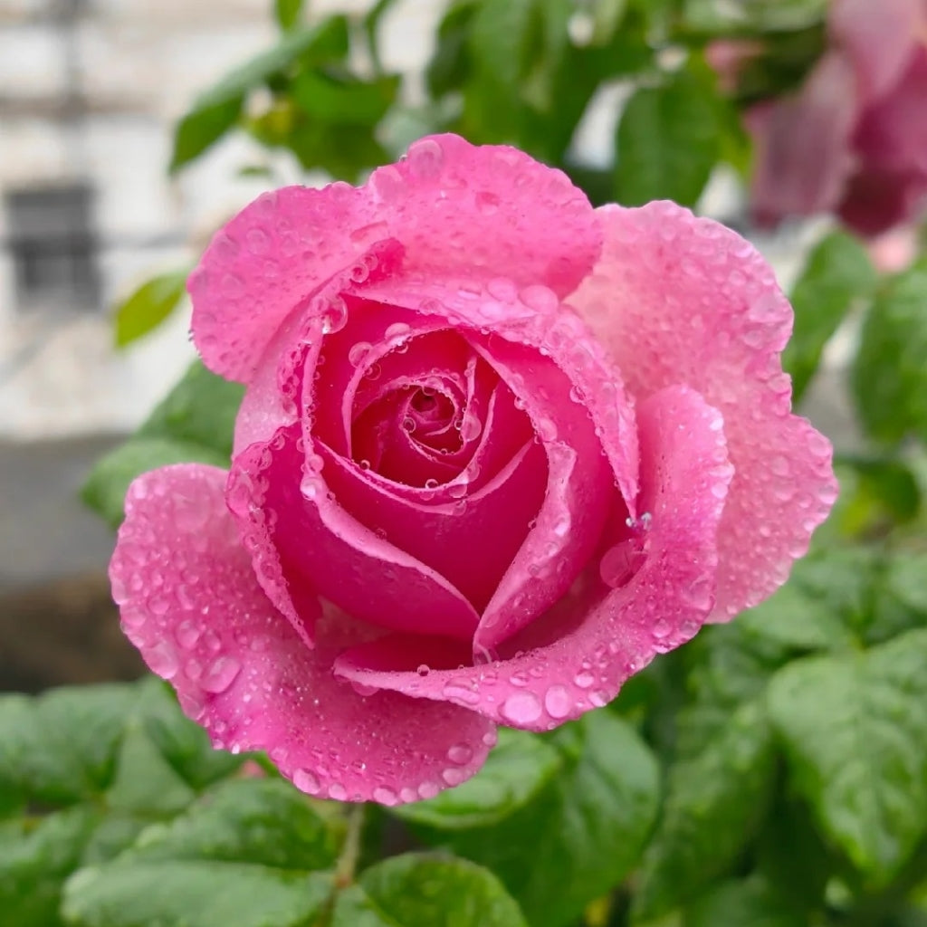 M-Nostalgic Elegance Rose