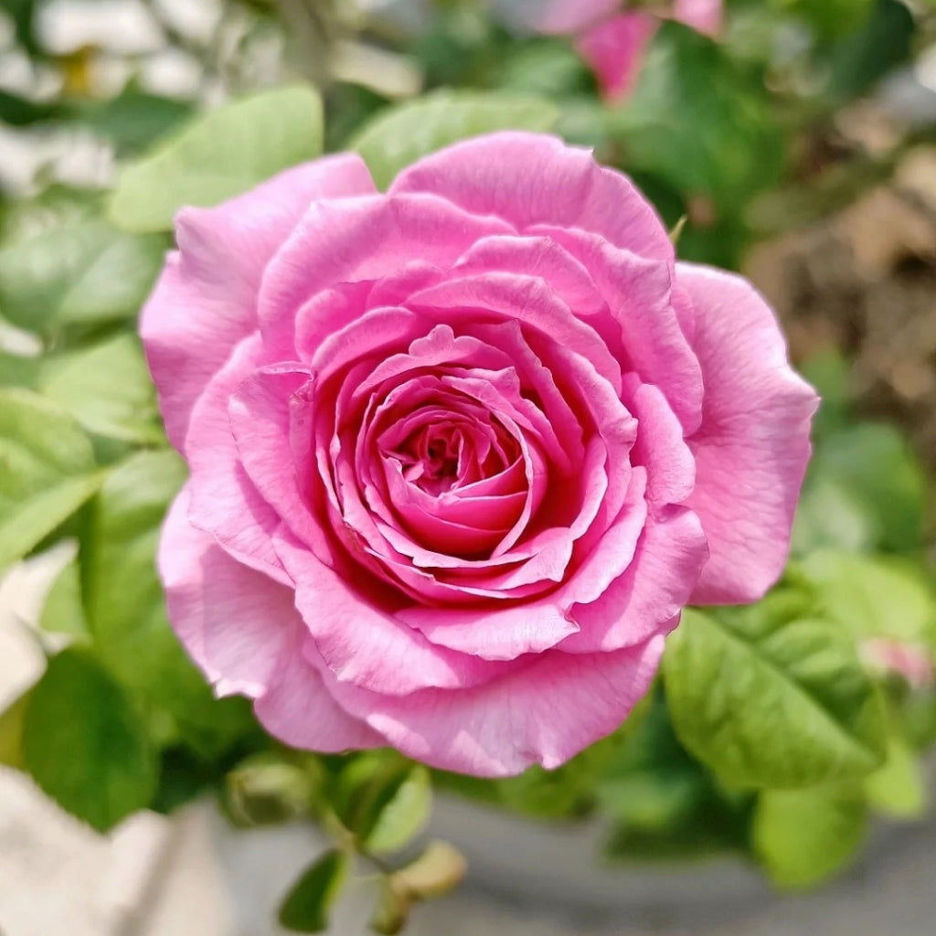 M-Nostalgic Elegance Rose