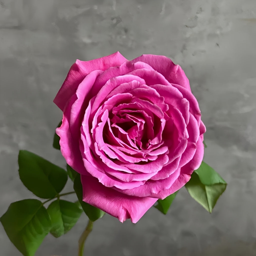 M-Nostalgic Elegance Rose