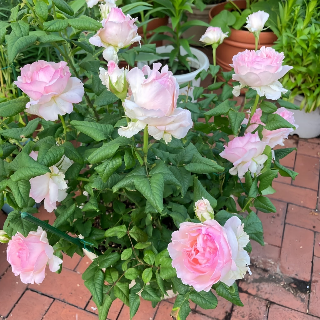 M-Perzik Rose