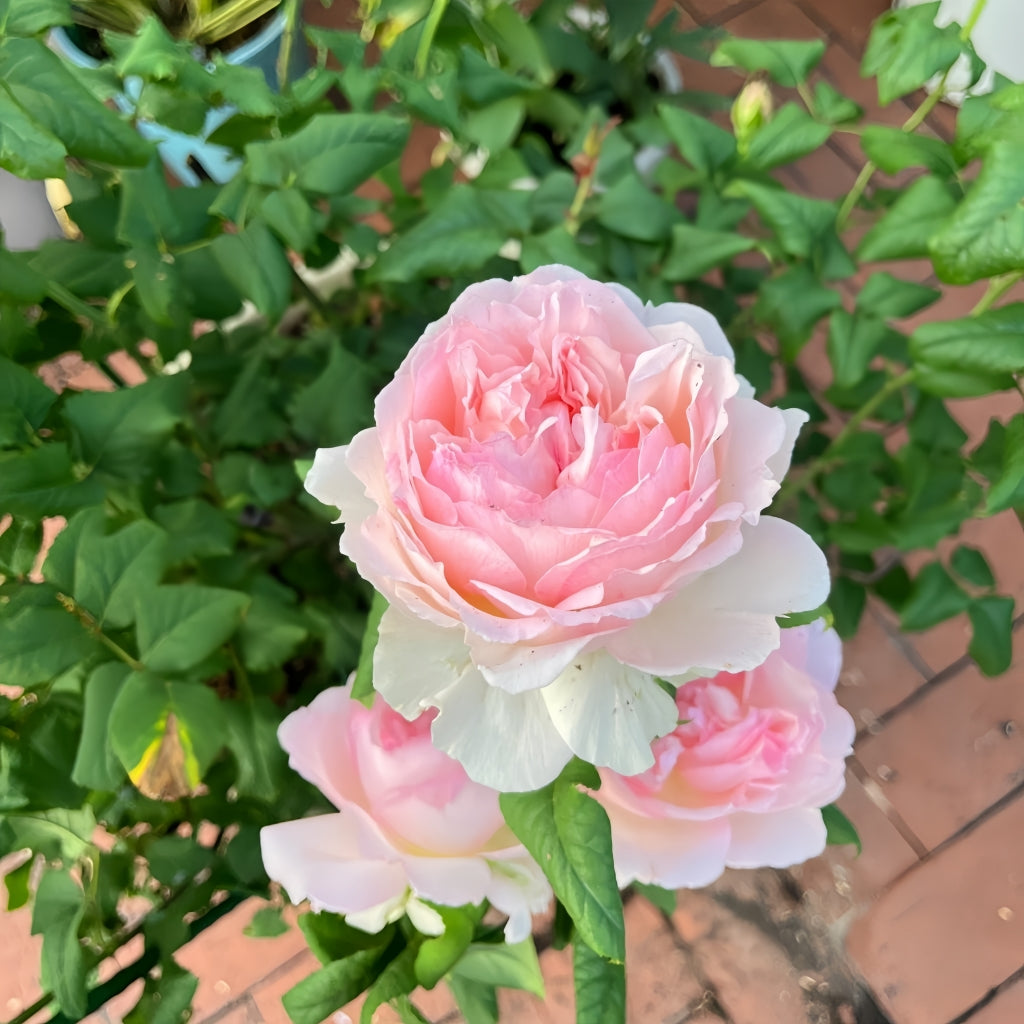 M-Perzik Rose