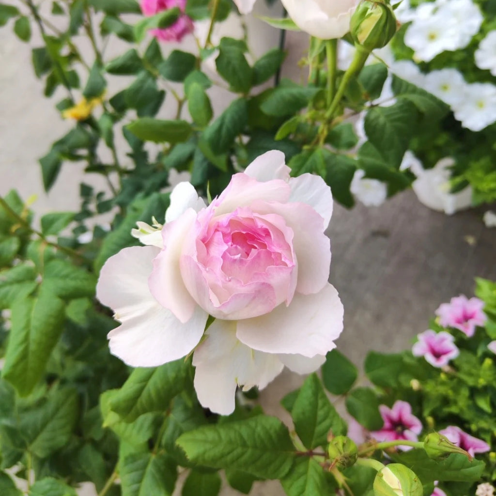 M-Perzik Rose