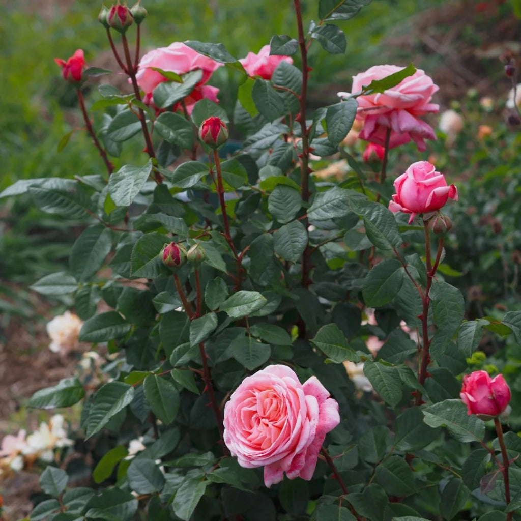 MElffable Rose