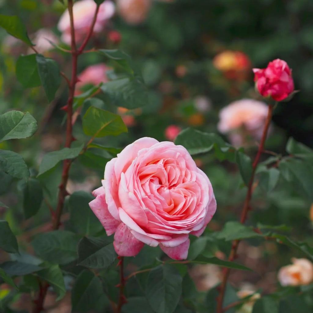 MElffable Rose