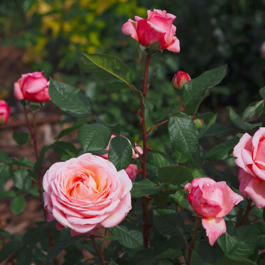 MElffable Rose