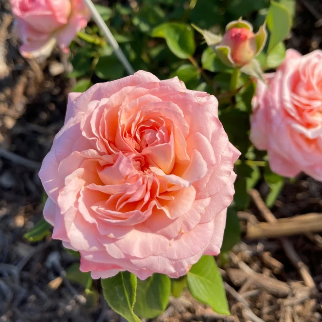 MElffable Rose