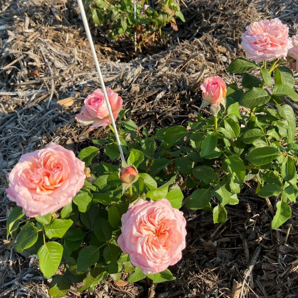 MElffable Rose