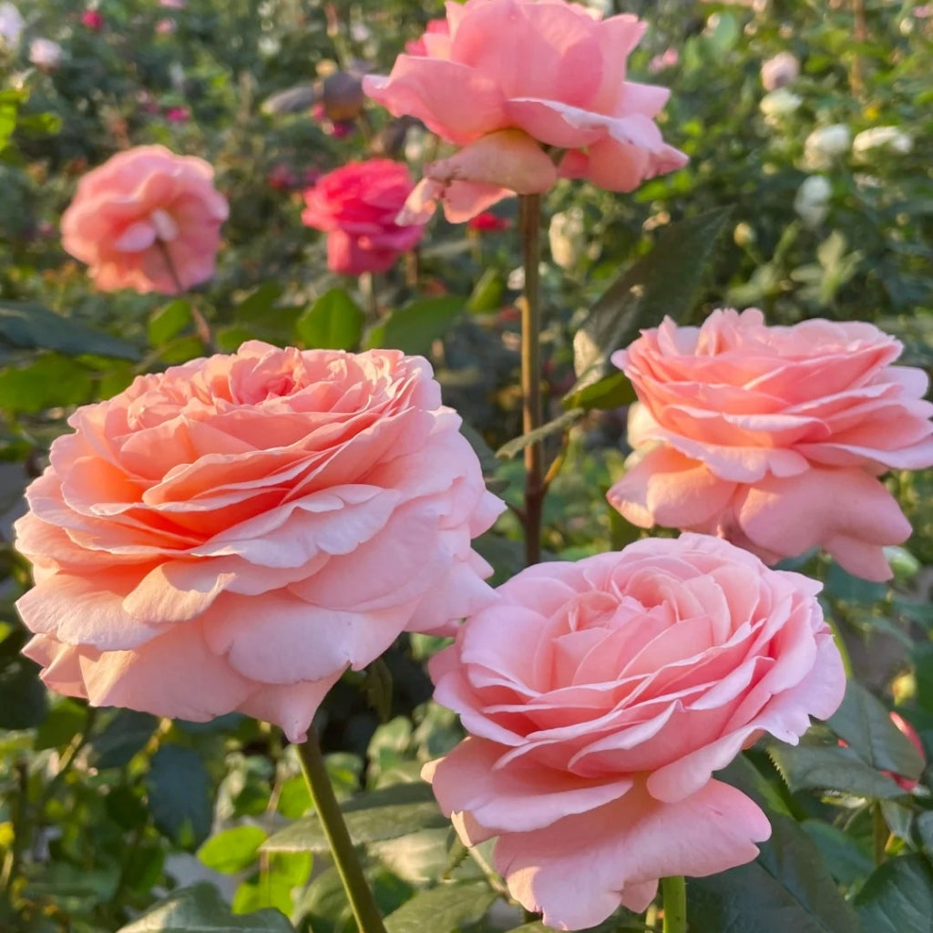 MElffable Rose