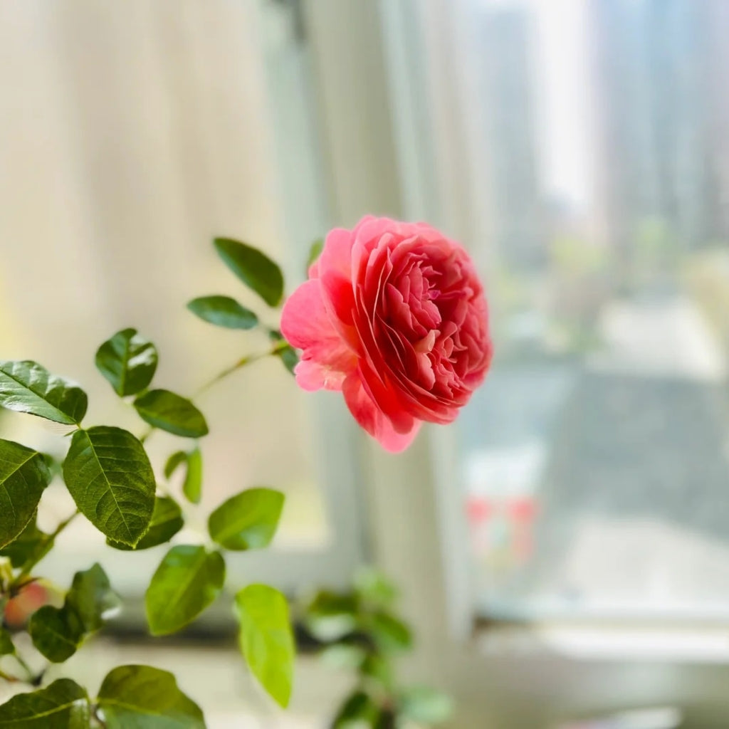 MElffable Rose