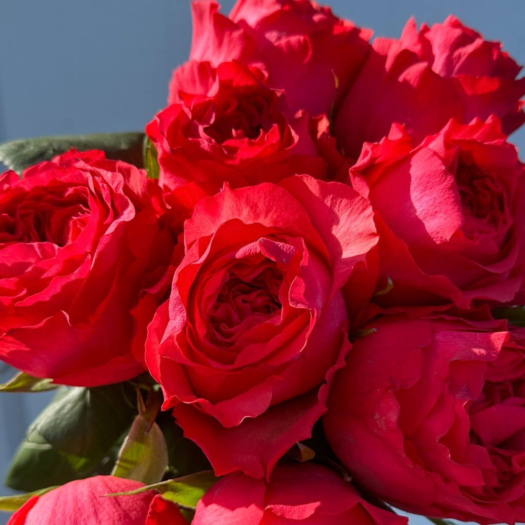 Morgan Mack Roses Macaron Rose – Rosesplant