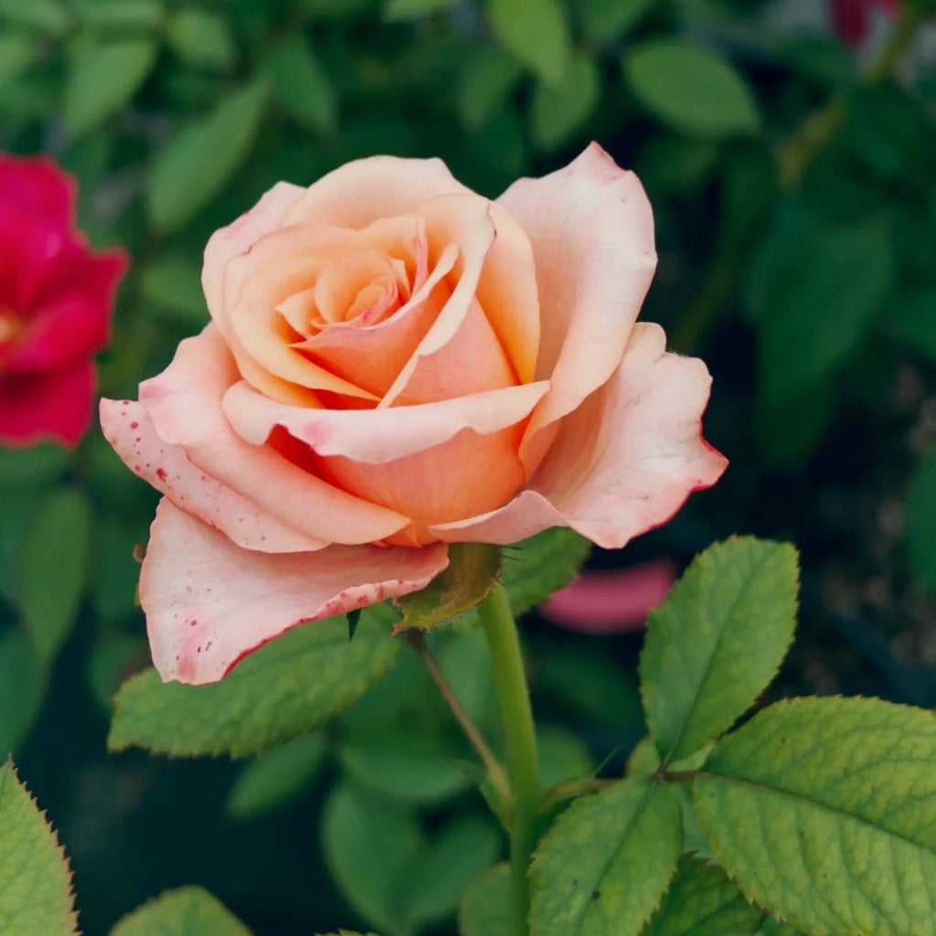 Mocoloc Roses Magic City Rose – Rosesplant