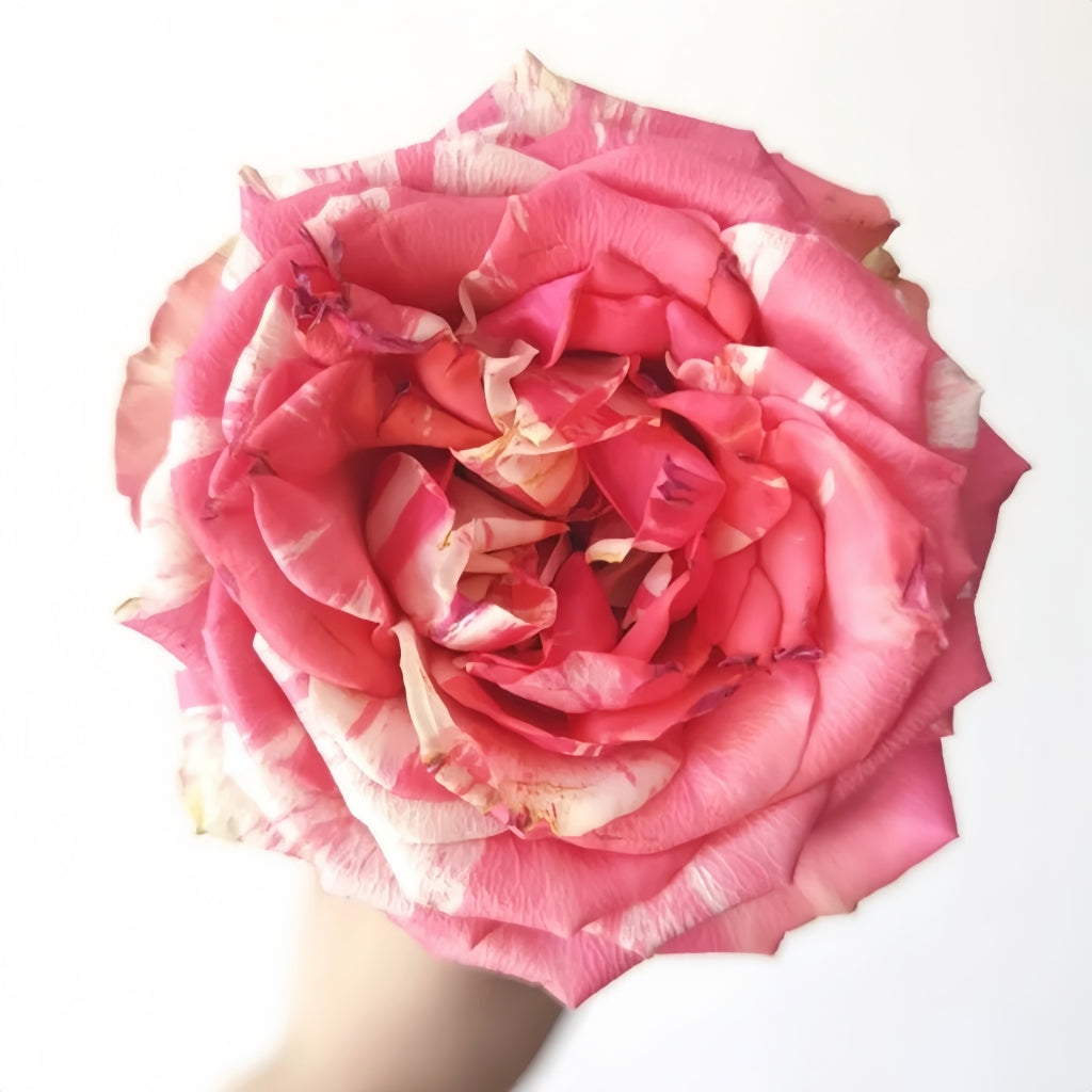 Magic Times Rose
