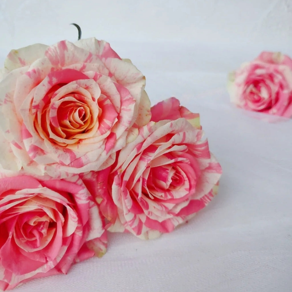 Magic Times Rose