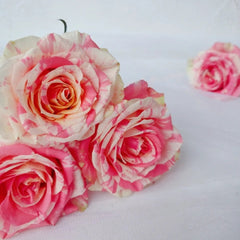 Magic Times Rose