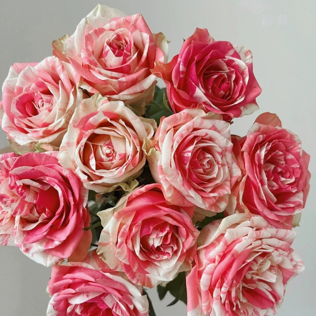 Magic Times Rose