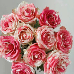 Magic Times Rose