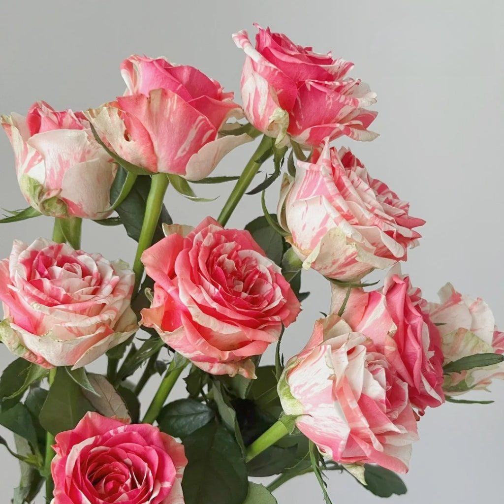 Magic Times Rose