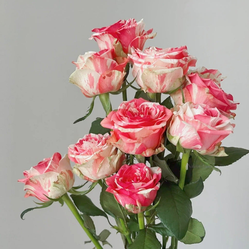 Magic Times Rose