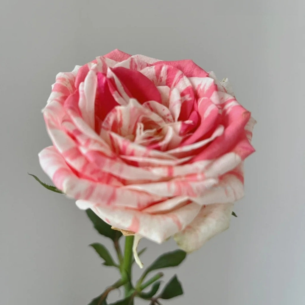 Magic Times Rose