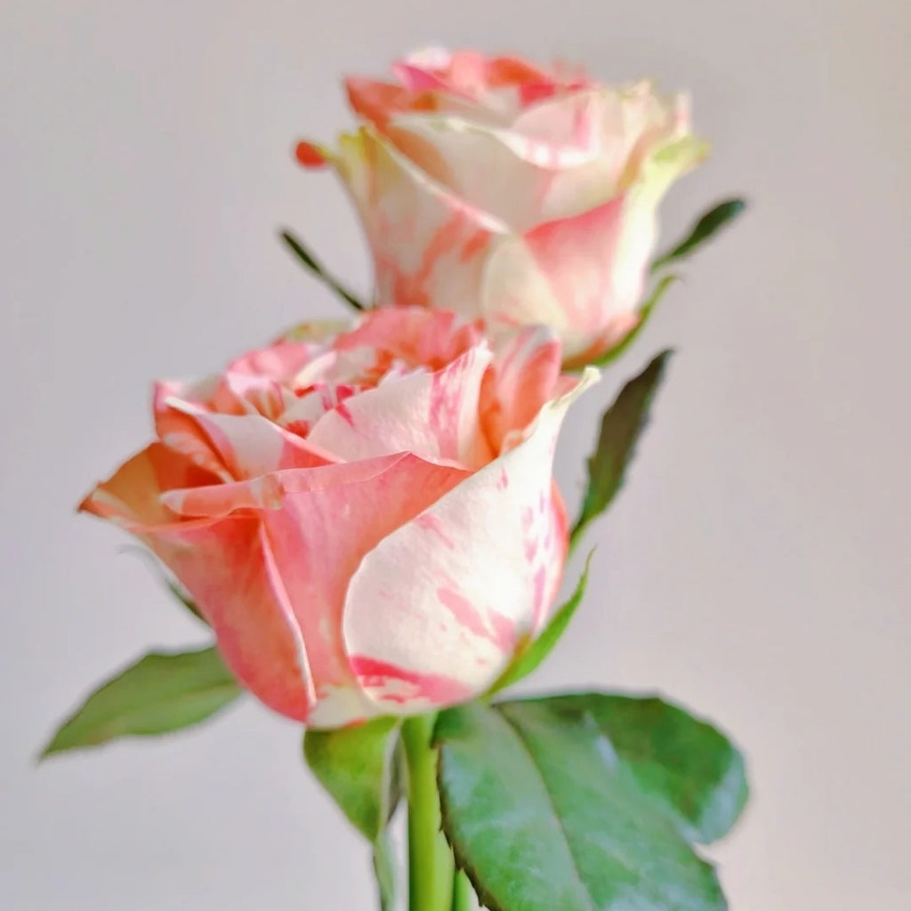 Magic Times Rose
