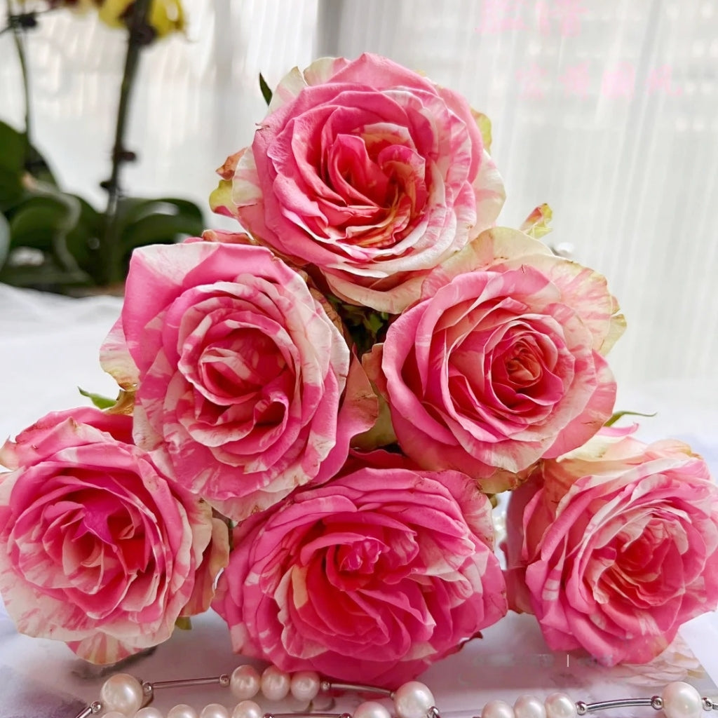 Magic Times Rose