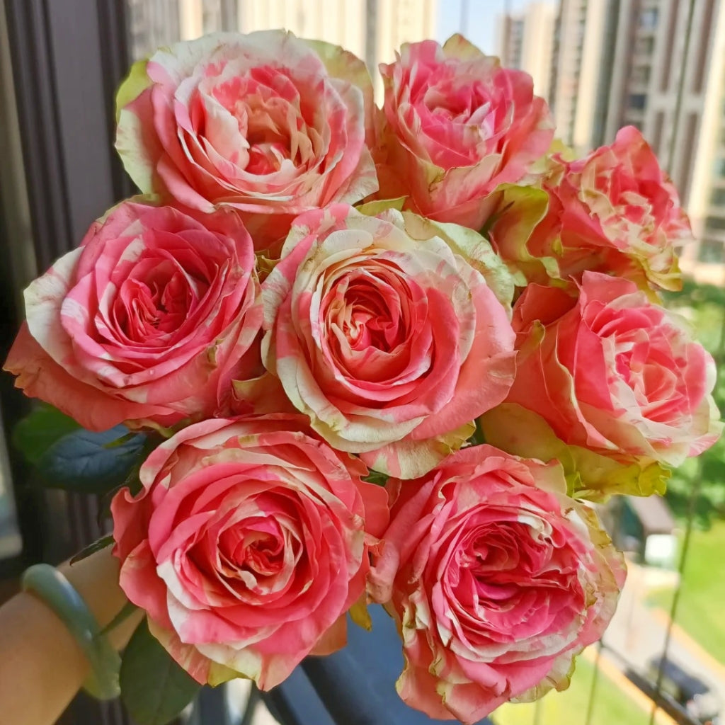 Magic Times Rose