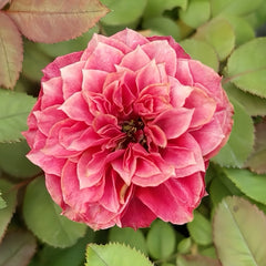 Magic Vuvuzela Rose