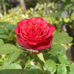 Magic Vuvuzela Rose
