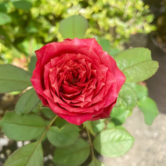 Magic Vuvuzela Rose