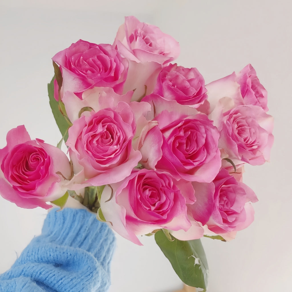 Malibu Rose