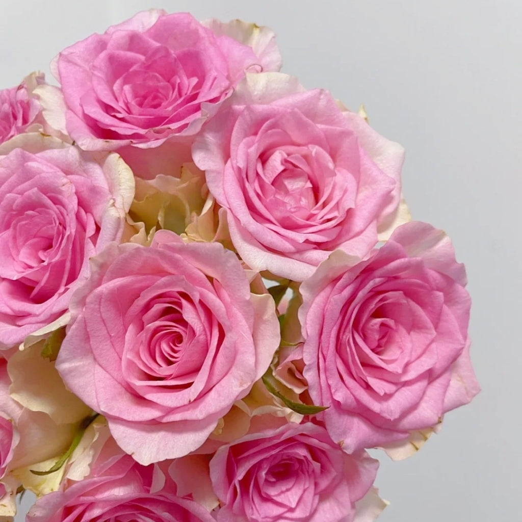 Malibu Rose
