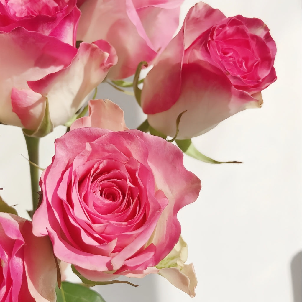 Malibu Rose