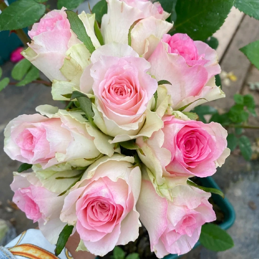 Malibu Rose