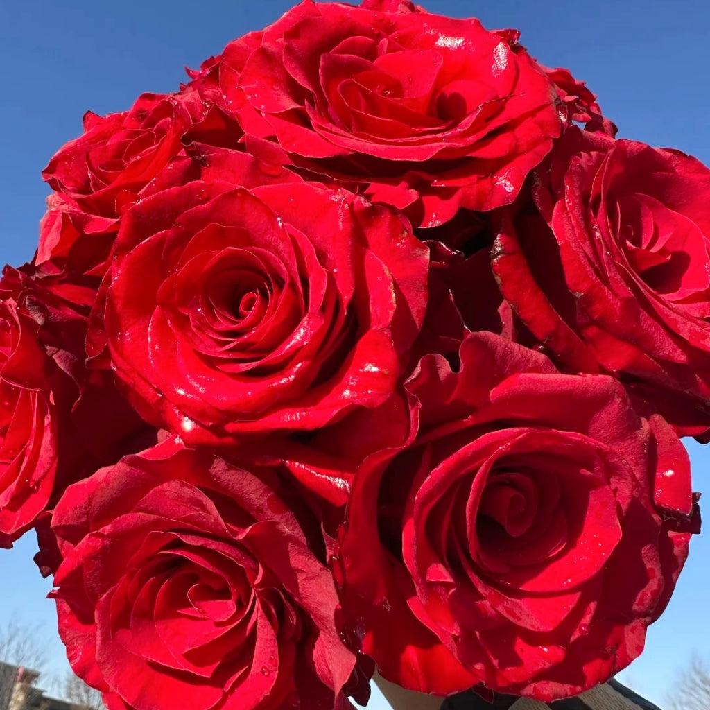 Mamma Mia Rose