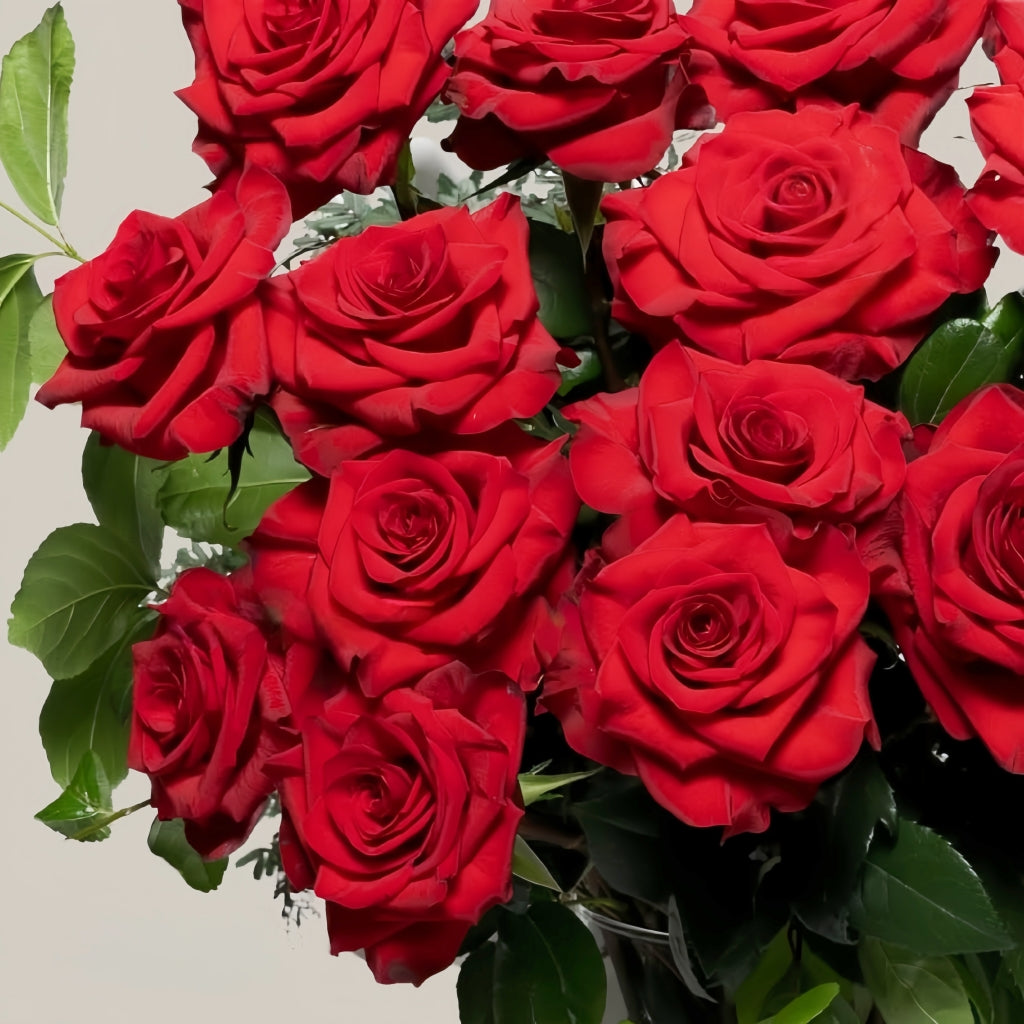Mamma Mia Rose