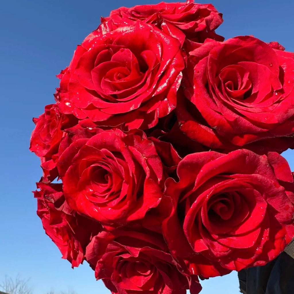 Mamma Mia Rose