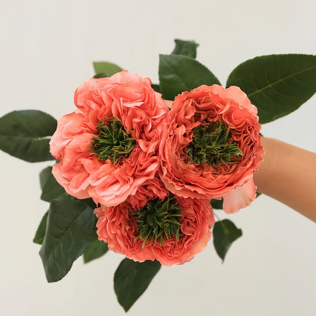 Mandarin X-Pression Rose – Rosesplant