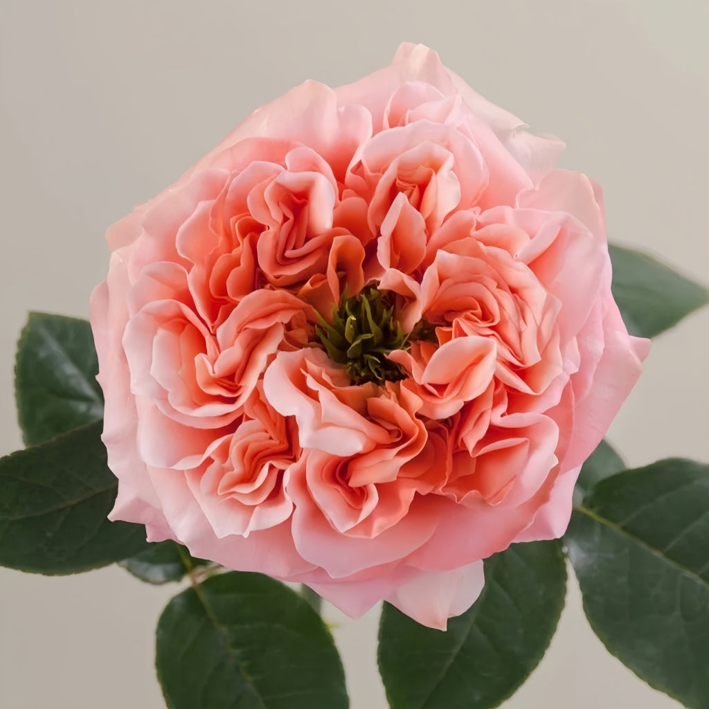 Mandarin X-Pression Rose