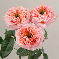 Mandarin X-Pression Rose