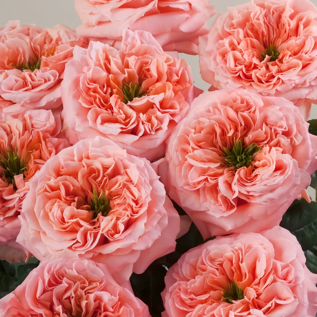 Mandarin X-Pression Rose