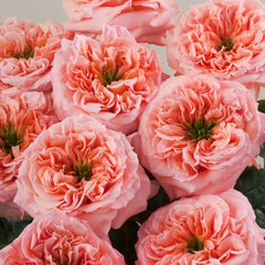 Mandarin X-Pression Rose