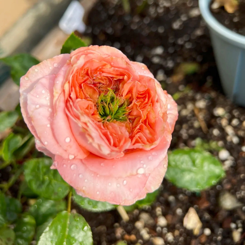 Mandarin X-Pression Rose