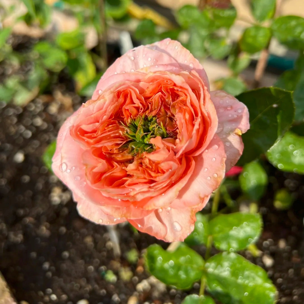 Mandarin X-Pression Rose