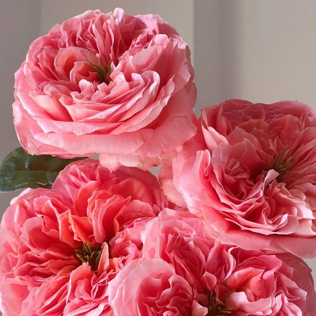 Mandarin X-Pression Rose