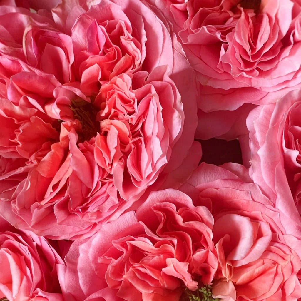 Mandarin X-Pression Rose