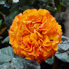 Mango Lieber Rose-芒果酒吧