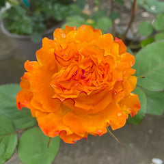 Mango Lieber Rose-芒果酒吧