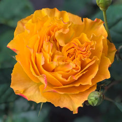 Mango Lieber Rose-芒果酒吧